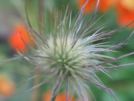 virág 005 Leánykökörcsin termése