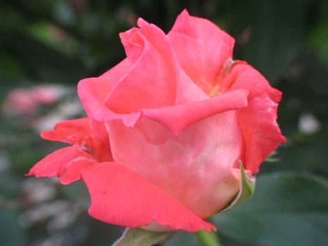 virág 013 Rózsaszál