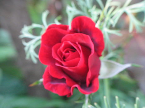 virág 014 rózsaszál