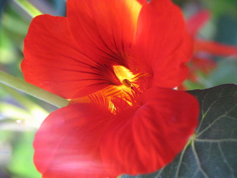 virág 024 Piros gyömbér
