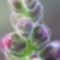 virág 028 Oroszlánszáj bimbó