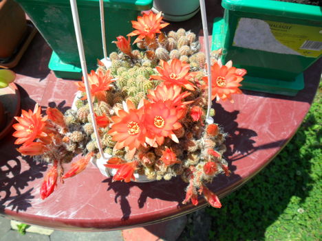 virágaim  2011 1