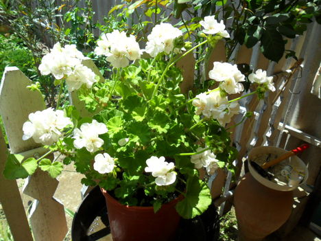 virágaim  2011 2