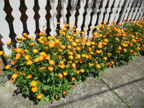 virágaim  2011 4