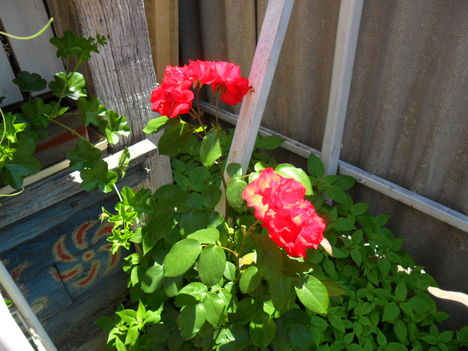 virágaim  2011 5