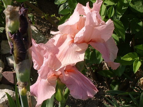 iriszek 2011 rózsaszín