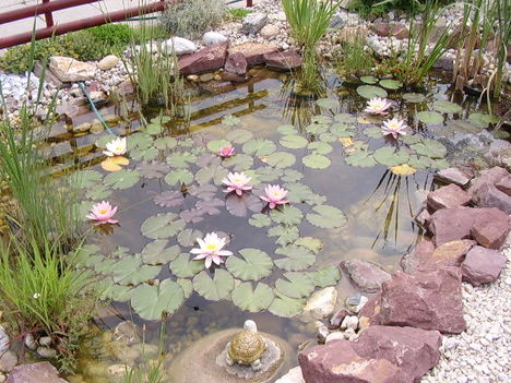 tó és a virágok