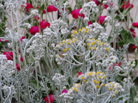 virág 005 Hamvaska bársonyos kakukkszegfűvel