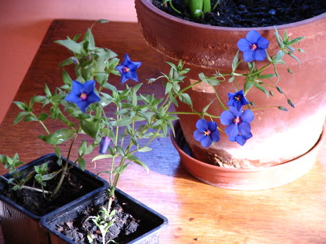 virág 016 Kék tikszem