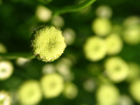 virág 044 Cipruska bimbók