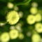 virág 044 Cipruska bimbók