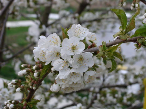 cseresznye virág