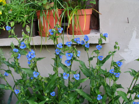 virág 006 Commelina