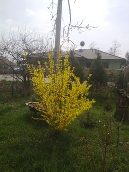 Virágaim 2011 1