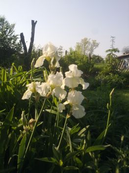 Virágaim 2011 6