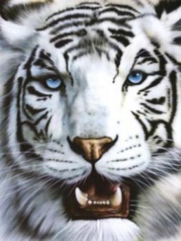 Fehér_tigris