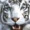 Fehér_tigris