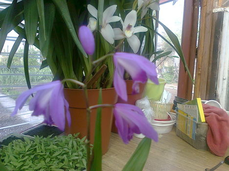 kerti orchidea