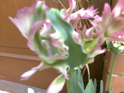különleges tulipán