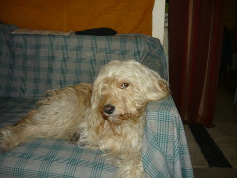 Morzsa