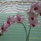 orchidea