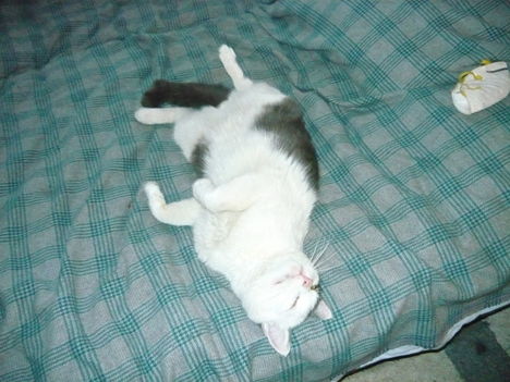 Pucok