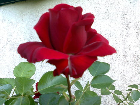 rózsa, mely csábitó.....