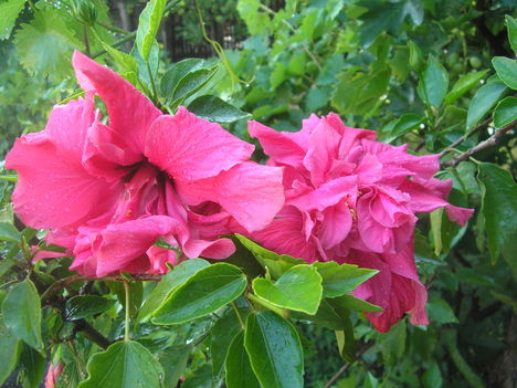 hibiszkusz