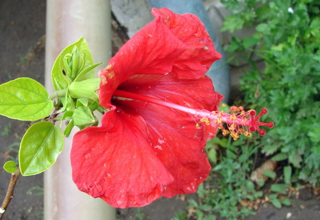 HIBISZKUSZ