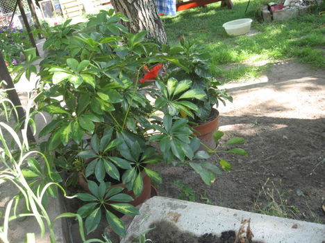 2011