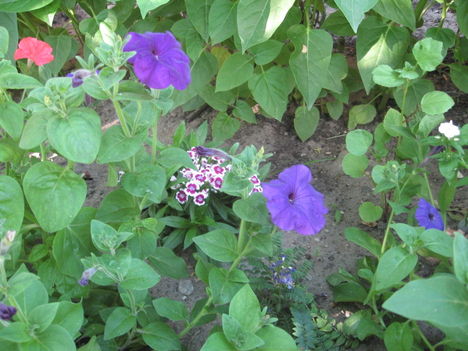2011