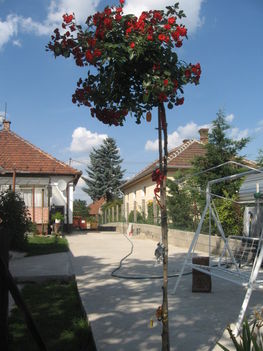 2011