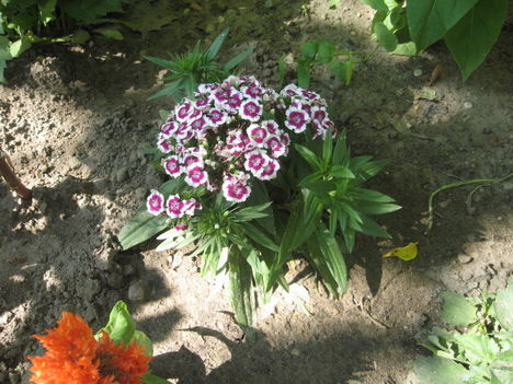 2011