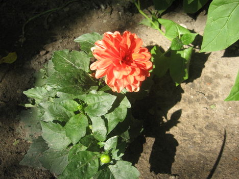 2011