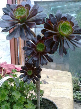 bordó levelű amerikai fás kövirózsa, (AEONIUM ARBOREUM "ATROPURPUR"