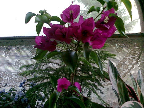 cikl.murvafürt,  --bougainvillea--