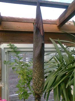 csodagumó, bimbós  -AMORPHOPHALLUS KONJAC RIVIERI