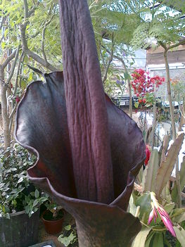 csodagumó kinyilva  AMORPHOPHALLUS KONJAC