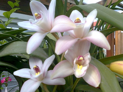 csónakorchidea,  --CYMBIDIUM--