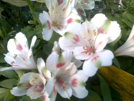 fehér inkaliliom, -ALSTROEMERIA-