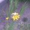 Kép004jpg Háromvirágú liliom