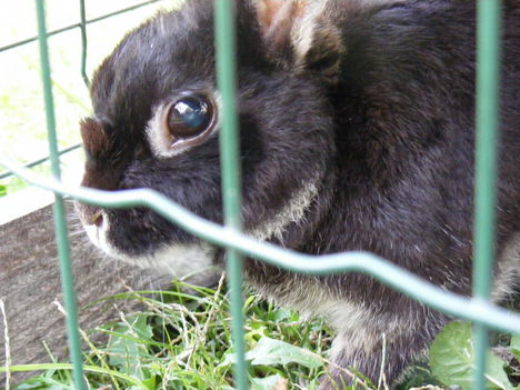 Oszkár