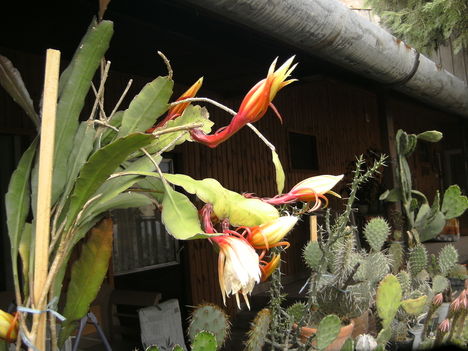 PICT4715