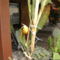 PICT4716
