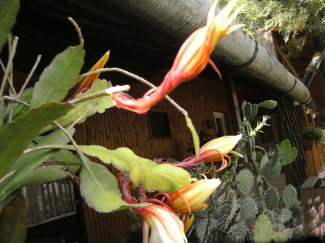 PICT4719