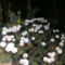 PICT4737