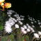 PICT4739
