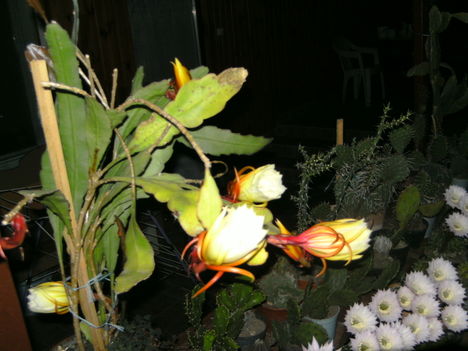 PICT4740