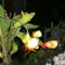 PICT4740