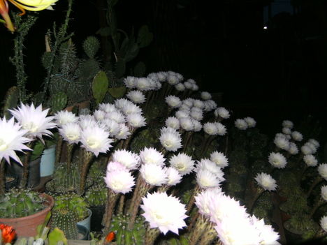 PICT4745